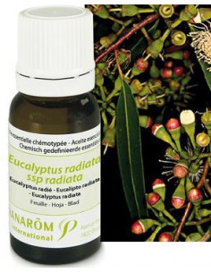 Huile essentielle d'Eucalyptus Radié - 10 ml