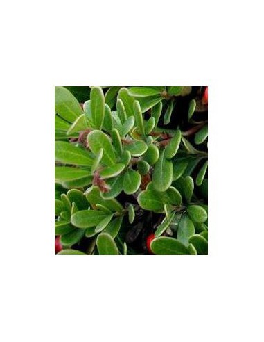H BUSSEROLE FEUILLE 150G