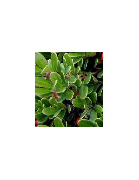 H BUSSEROLE FEUILLE 150G