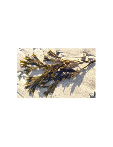 H FUCUS VESICULOSUS 250G COUPE MENU