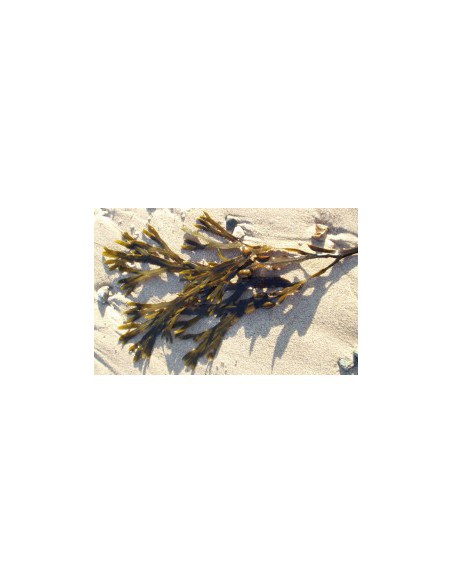 H FUCUS VESICULOSUS 250G COUPE MENU
