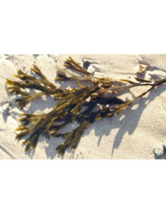 H FUCUS VESICULOSUS 250G COUPE MENU