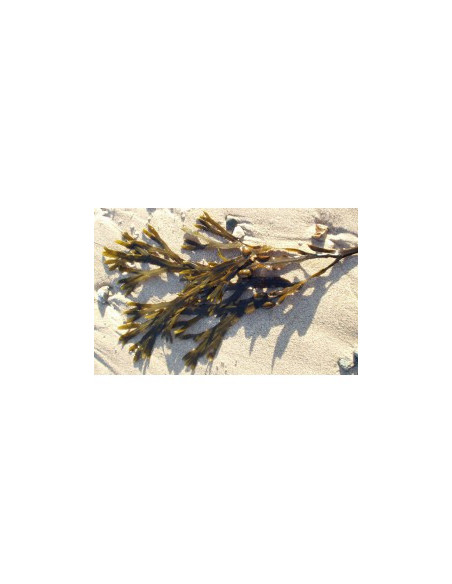 H FUCUS VESICULOSUS 250G COUPE MENU